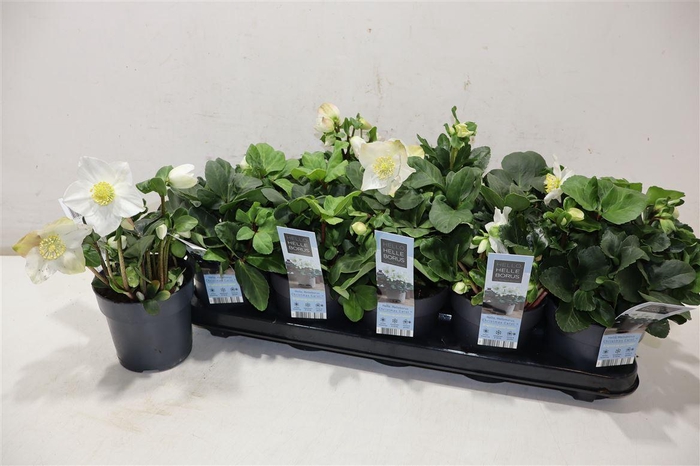 <h4>arr8 Hell Ni Chr Carol</h4>