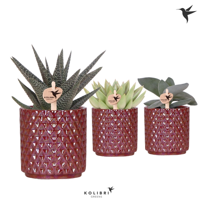 <h4>Kolibri Greens Succulenten mix in Diamond Pearl pot red</h4>