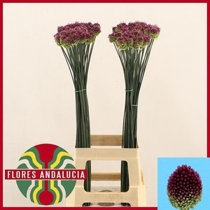 ALLIUM SPHAEROCEPHAL
