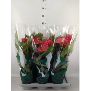 Anthurium andr. 'Nevada'