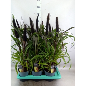 Pennisetum glauc. 'Purple Baron'