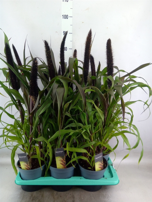 <h4>Pennisetum glauc. 'Purple Baron'</h4>