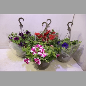 Pet Ov 4kl Mixkar In Hangpot