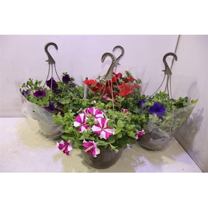 Pet Ov 4kl Mixkar In Hangpot