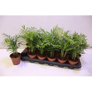 arr8 Chamaed Elegans