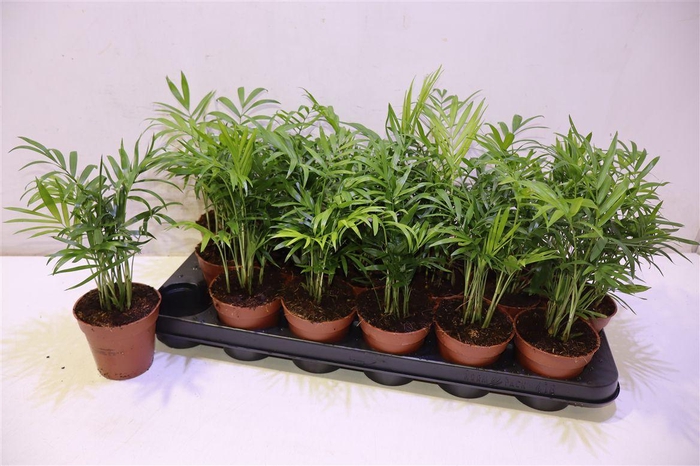 <h4>arr8 Chamaed Elegans</h4>