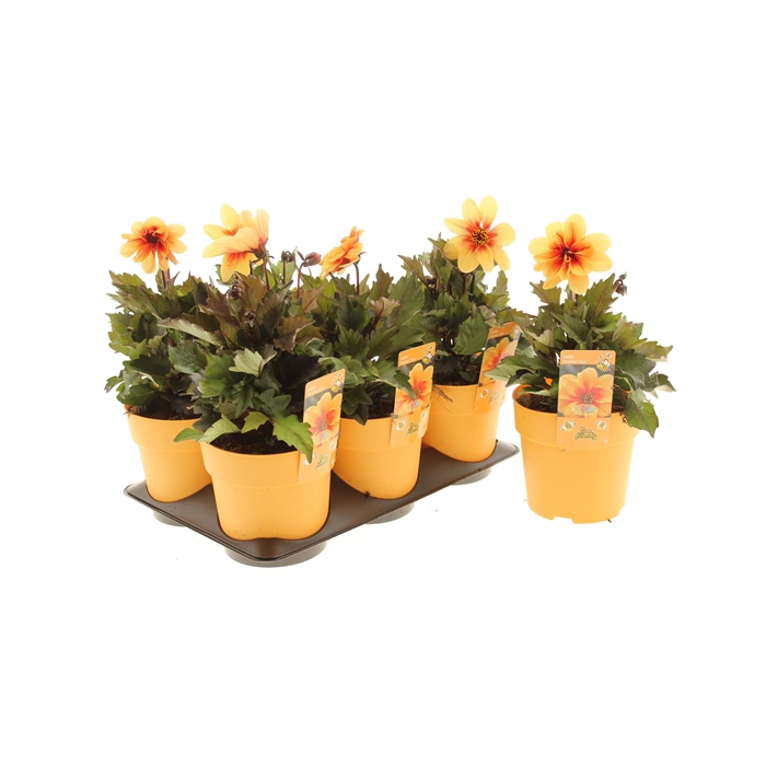 <h4>Dahlia Dreamy Eyes</h4>