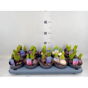 Hyacinthus orie.   ...mix 3