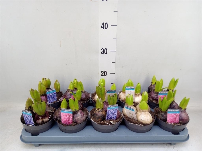 <h4>Hyacinthus orie.   ...mix 3</h4>