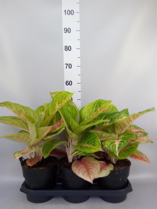 <h4>Aglaonema   ...</h4>