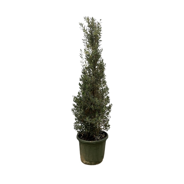 <h4>Olea Europaea piramide - 190cm</h4>