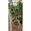 Philodendron Scandens