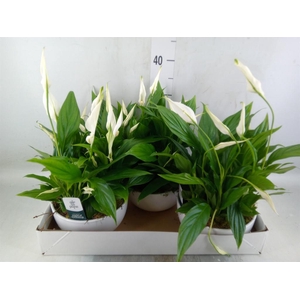 Spathiphyllum  'Pearl Cupido'