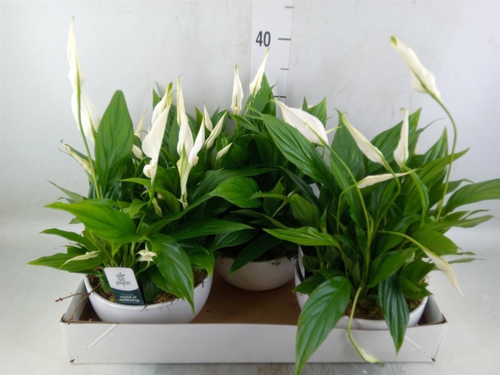 <h4>Spathiphyllum  'Pearl Cupido'</h4>
