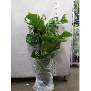 Monstera pertusum