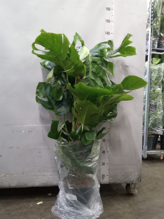 <h4>Monstera pertusum</h4>
