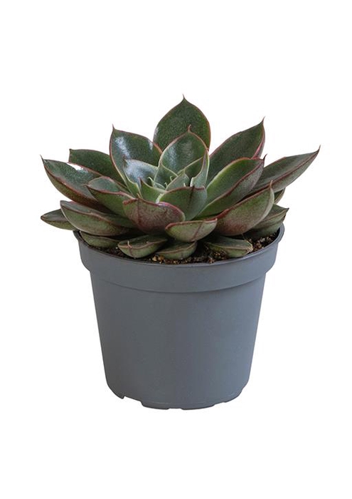 <h4>ECHEVERIA PURPOSORUM P6 ALITA</h4>