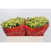 Hypericum Smiley Romance