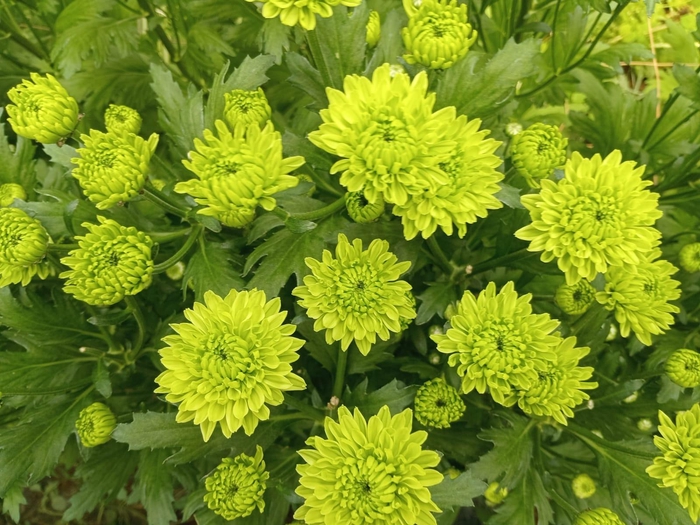 <h4>Chr Pitch Green</h4>