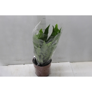 ASPLENIUM OSAKA LISO P17