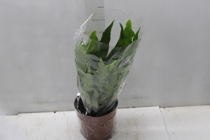 <h4>ASPLENIUM OSAKA LISO P17</h4>
