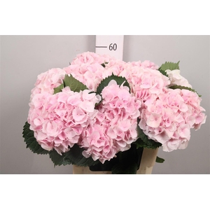 Hydr M My Pinktou Rz