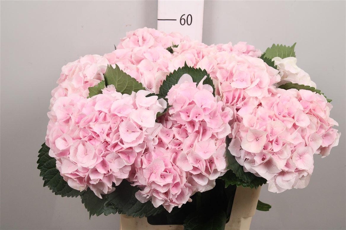 <h4>Hydr M My Pinktou Rz</h4>