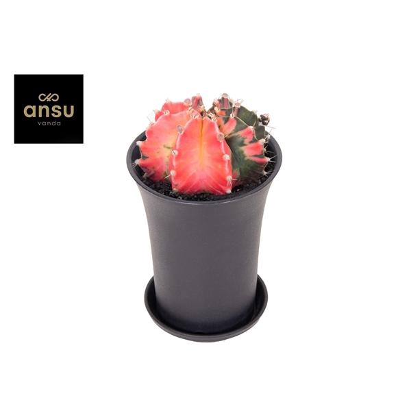 Gymno Cactus 'Variegated' Extra Colored XL