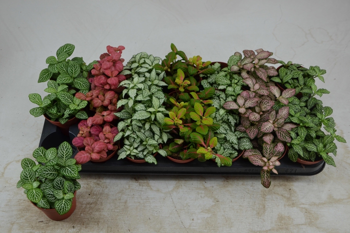 <h4>FITT GEM 7 KL</h4>