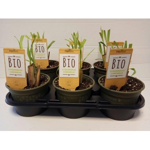 Citroengras P12 HERBIO steker