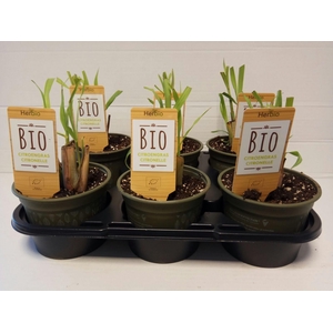 Citroengras P12 HERBIO steker