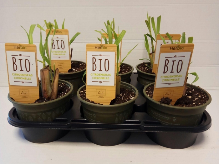 <h4>Citroengras P12 HERBIO steker</h4>