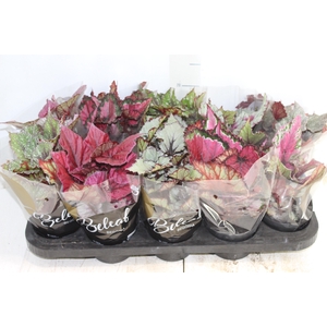 BEGONIA BELEAF P11 PO