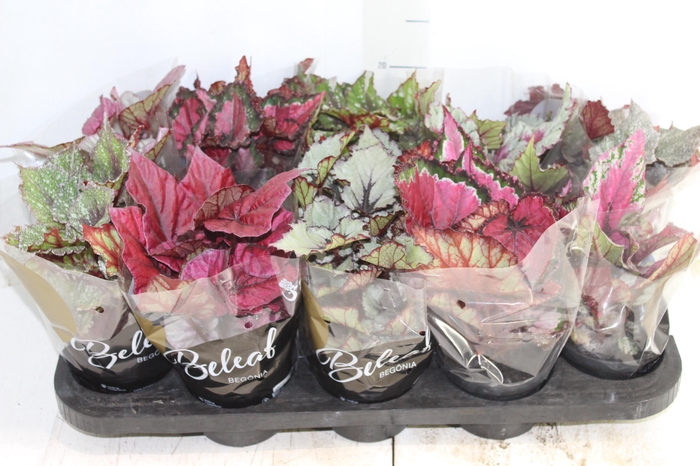 <h4>BEGONIA BELEAF P11 PO</h4>
