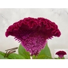 CEL C PURPLE DIAMOND