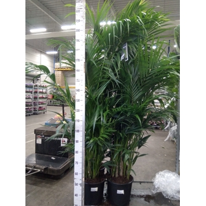Howea forsteriana