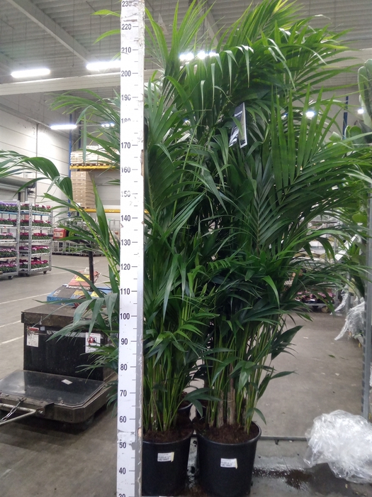 <h4>Howea forsteriana</h4>