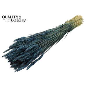 Triticum per bunch Dark Blue