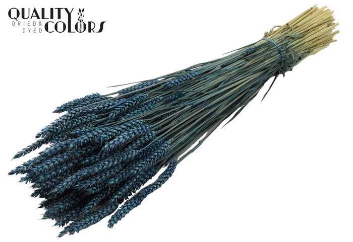 <h4>Triticum per bunch Dark Blue</h4>