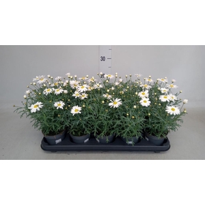 Argyranthemum   ...