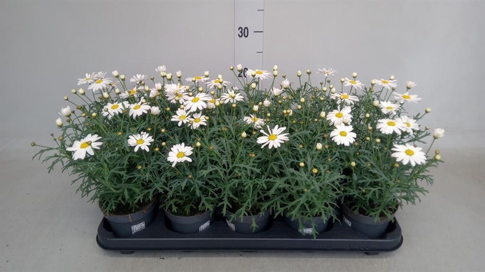 <h4>Argyranthemum   ...</h4>