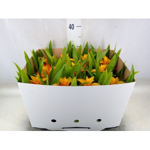 Guzmania  'Flava'