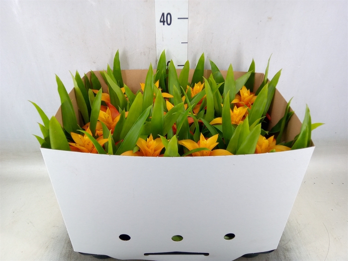 <h4>Guzmania  'Flava'</h4>