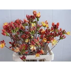 Rhodo ( Azalea ) Moira 60cm P Stem