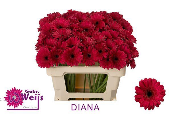 <h4>GE MI DIANA</h4>