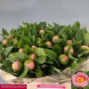 PAEO S SALMON SAUCER