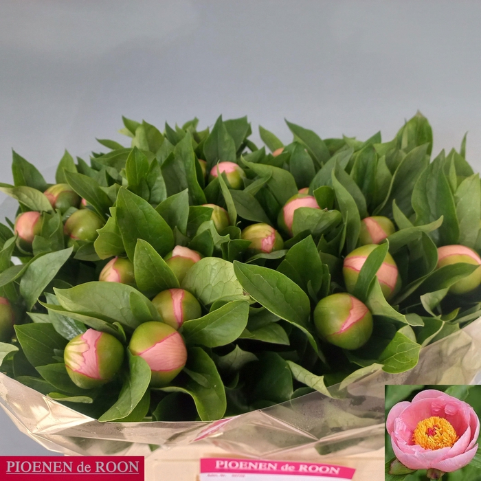 <h4>PAEO S SALMON SAUCER</h4>