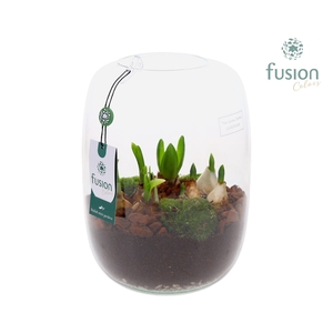 Green Bottle Isabella Large met Bollen mix