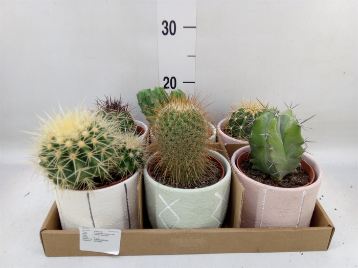 <h4>Cactus   ...</h4>