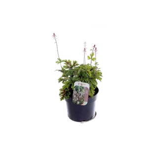 Tiarella cordifolia Sugar and Spice